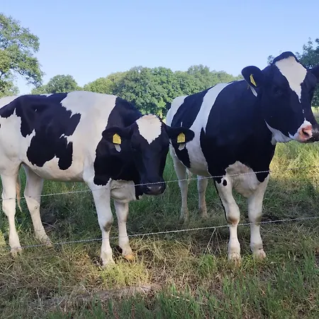 Boerderij Buitink Kotten