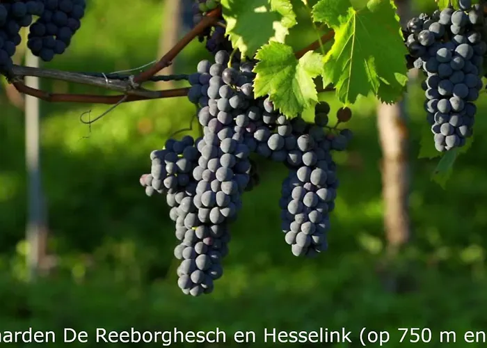 Boerderij Buitink Lägenhet